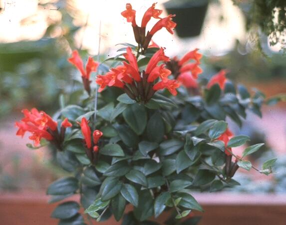Aeschynanthus Lobbianus